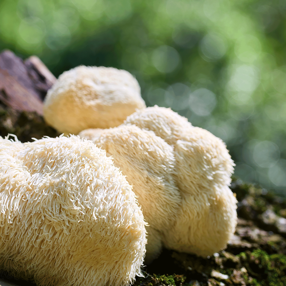lion's mane mushroom