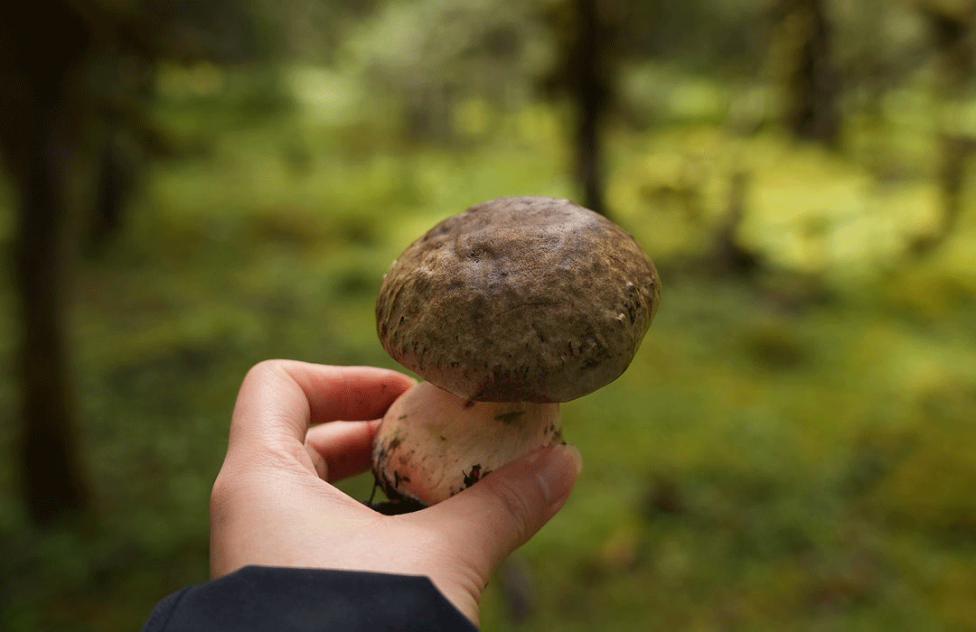 mushroom as a good source of protein