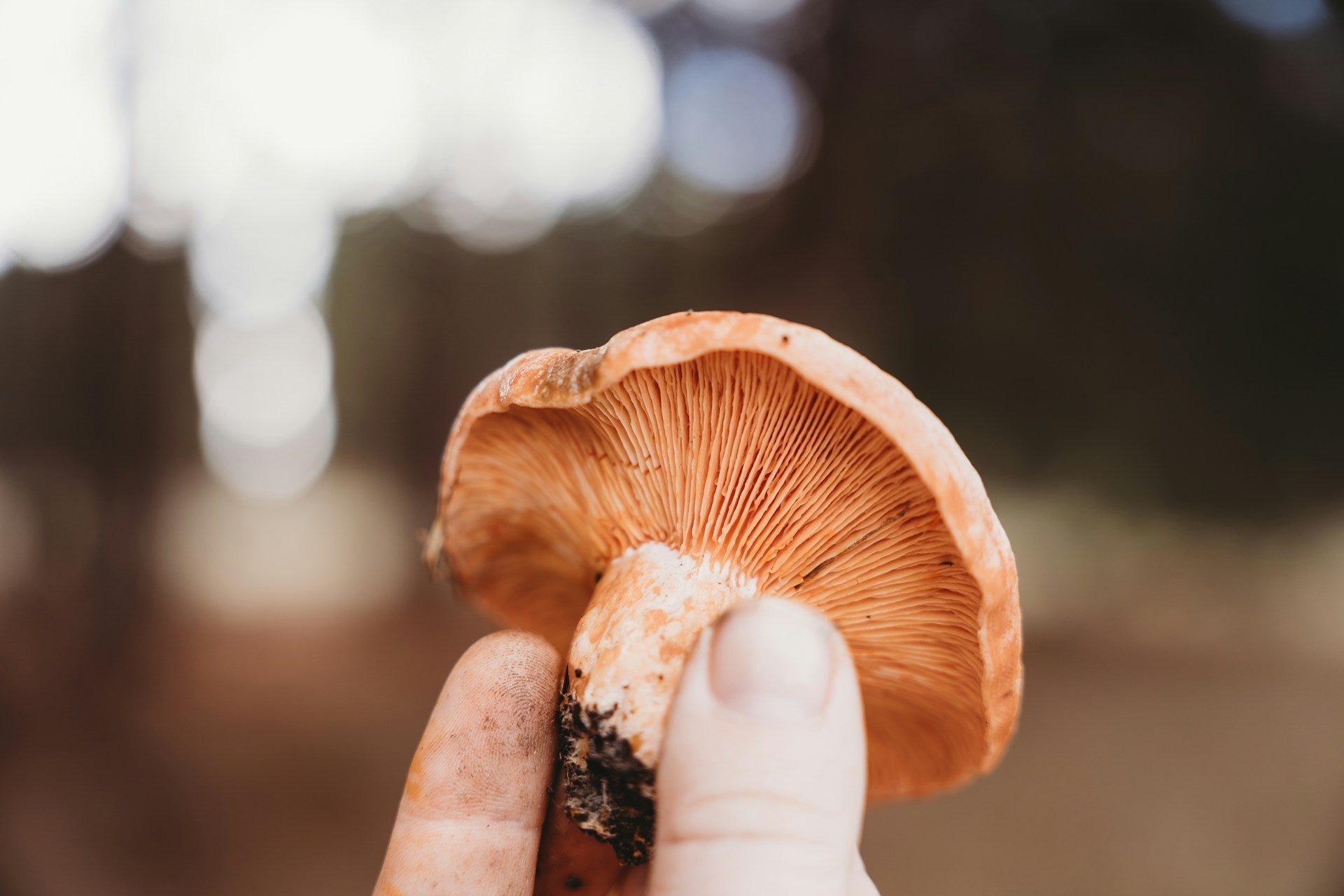 mushroom offers a decent amount of plant-based protein