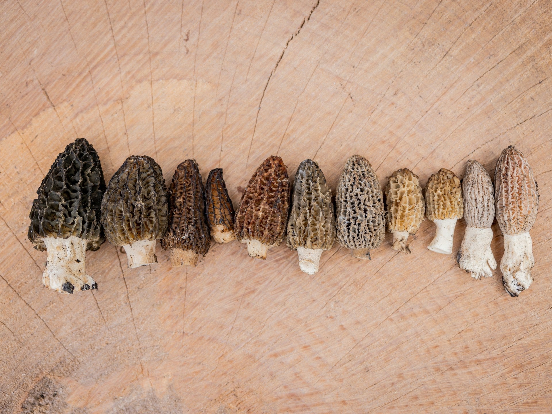 morel mushroom